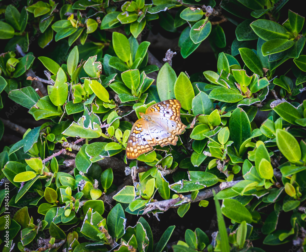 Tropical butterfly on green plant