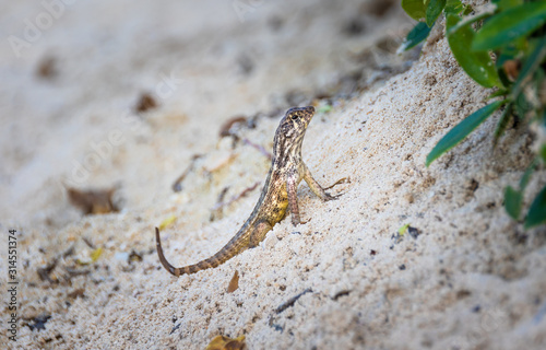 Obraz na płótnie Lizard in the sand w salonie