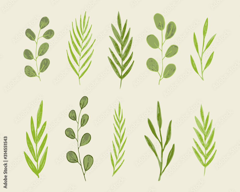 Fototapeta premium set of green leaves