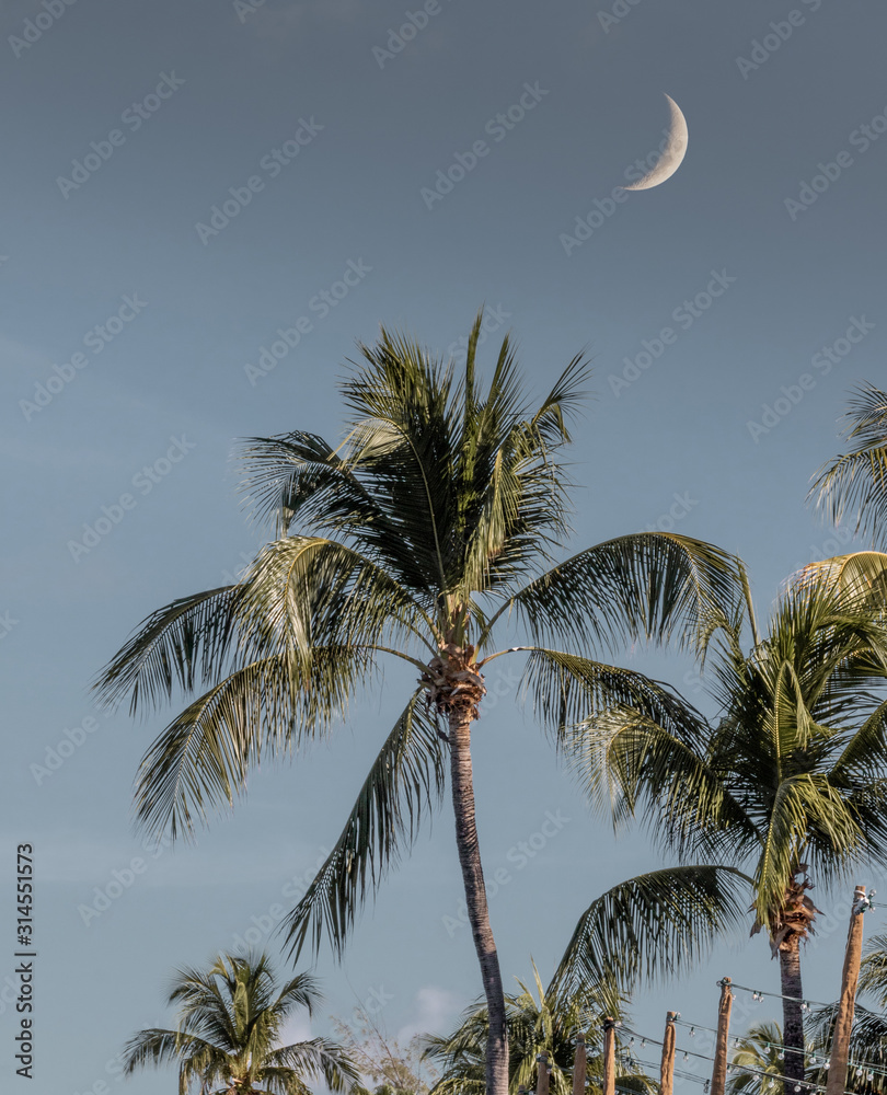 Cayman Island palm trees with crescent moon