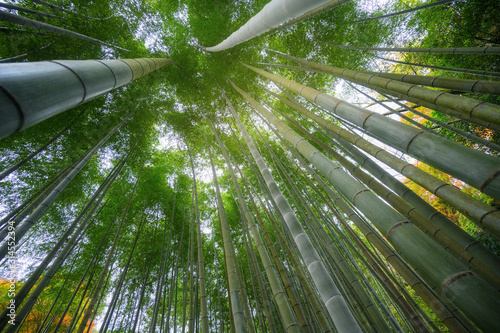 Bamboo forest in Kyoto Arashiyama park, Japan
