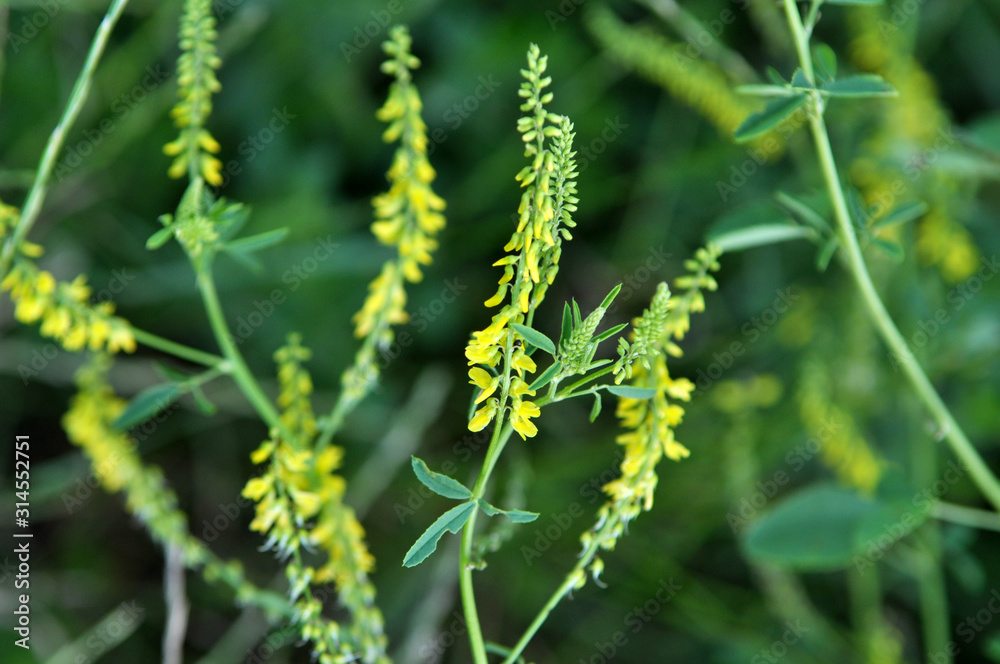 Naklejka premium Melilot officinalis (Melilotus officinalis) blooms in nature