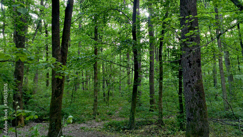 Deep green forest with trees