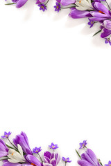 Spring decoration. Frame of violet and white crocuses and flowers hepatica ( liverleaf or liverwort ) on a white background with space for text. Top view, flat lay