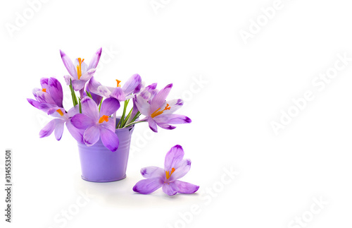 Fototapeta Naklejka Na Ścianę i Meble -  Spring decoration. Violet crocuses in small violet bucket on a white background with space for text