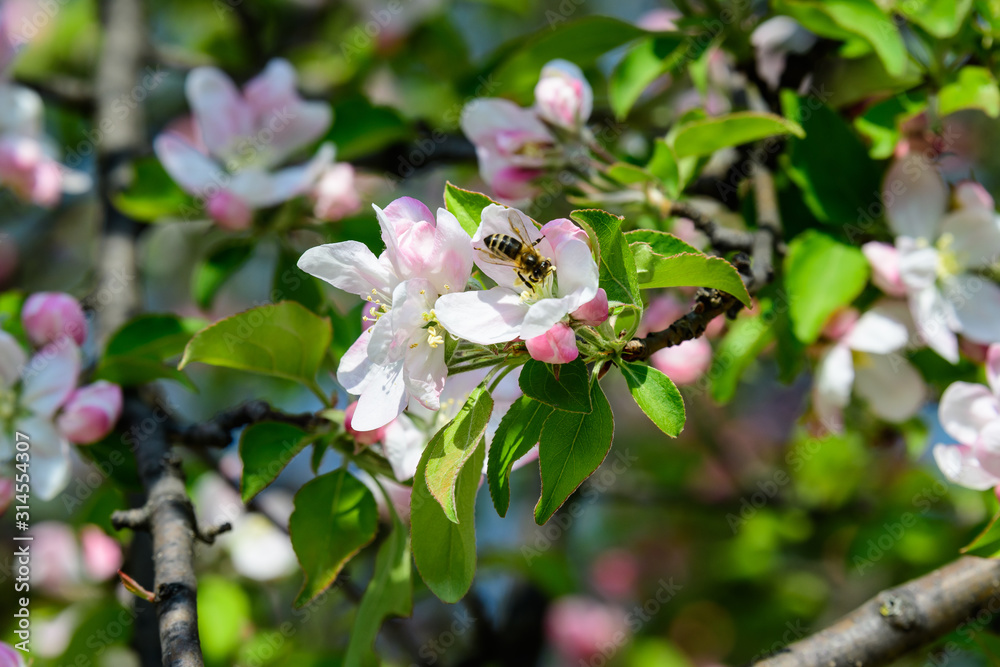 Large branch with white and pink apple tree flowers in full bloom and clear blue sky in a garden in a sunny spring day, beautiful Japanese trees blossoms floral background, sakura Large branch with white and pink apple tree flowers in full bloom and clear blue sky in a garden in a sunny spring day, beautiful Japanese trees blossoms floral background, sakura