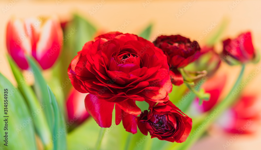 Ranunkel und Tulpen rot und weiß Ranunkel und Tulpen rot und weiß