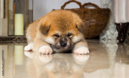 Fototapeta Naklejka Na Ścianę i Meble -  sad puppy lie on the floor and looks with reflection