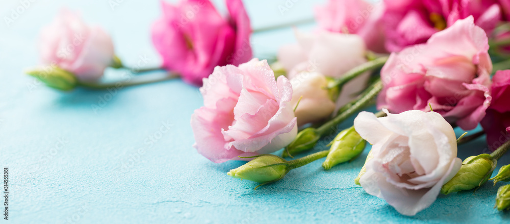 Fototapeta premium Pink flowers, Texas bluebell, eustoma on blue background. Copy space.