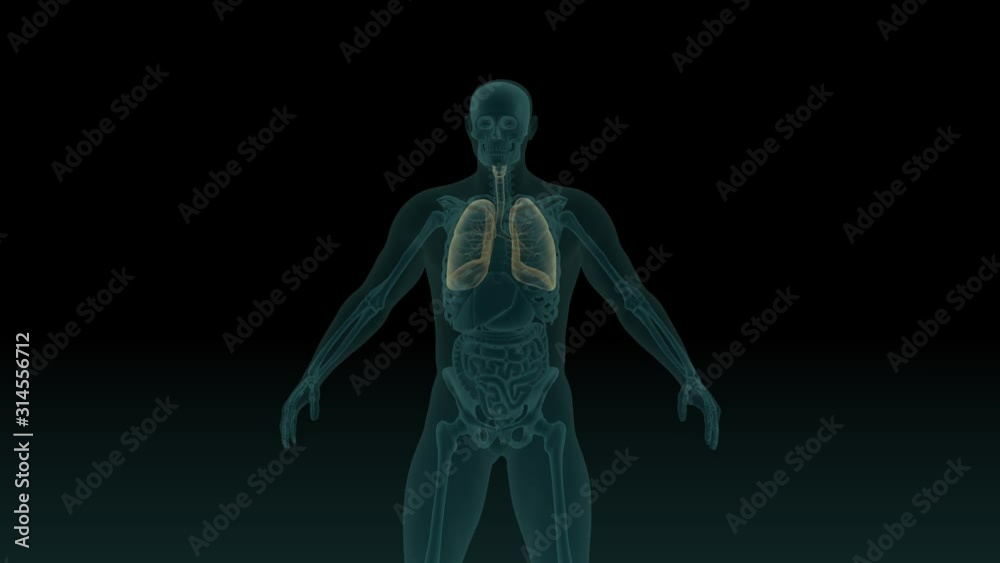 Anatomically accurate 3d animation of human body x-ray scan with visible respiratory system 3d render isolated on black background Anatomically accurate 3d animation of human body x-ray scan with visible respiratory system 3d render isolated on black background