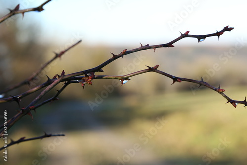 Dew drops on rosehip branches in early spring © leomalsam