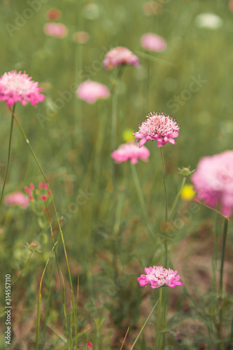field of pink flowers © Eugenio
