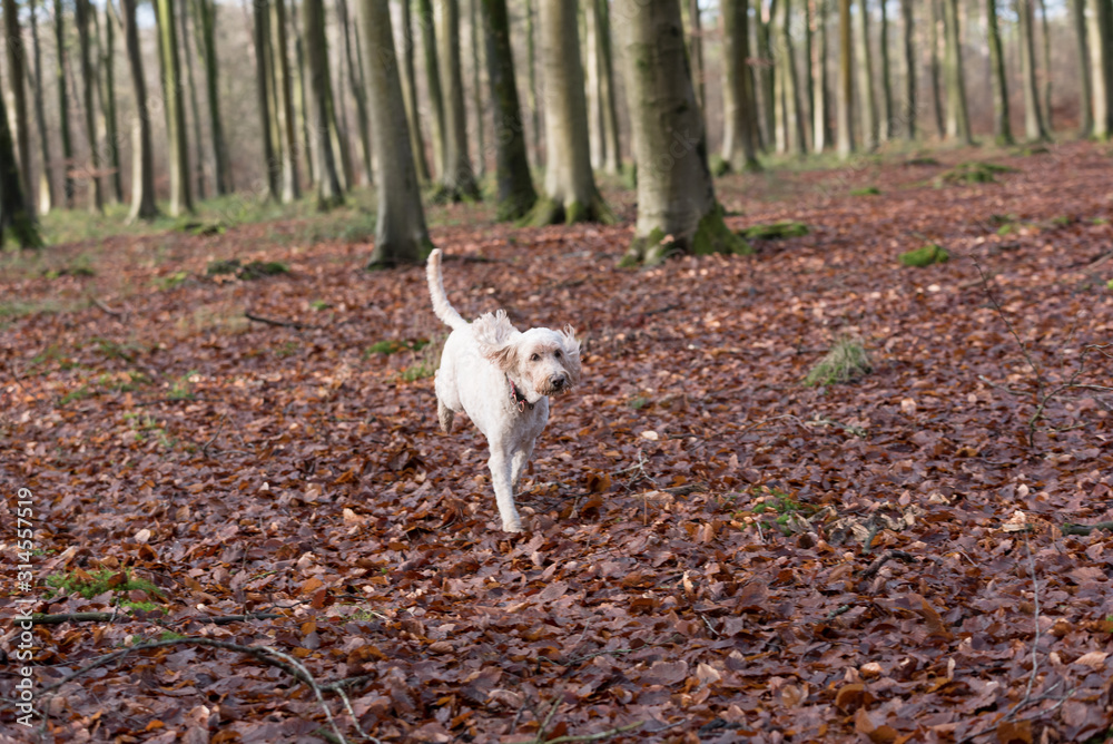 poodle cross breed in forest having fun poodle cross breed in forest having fun