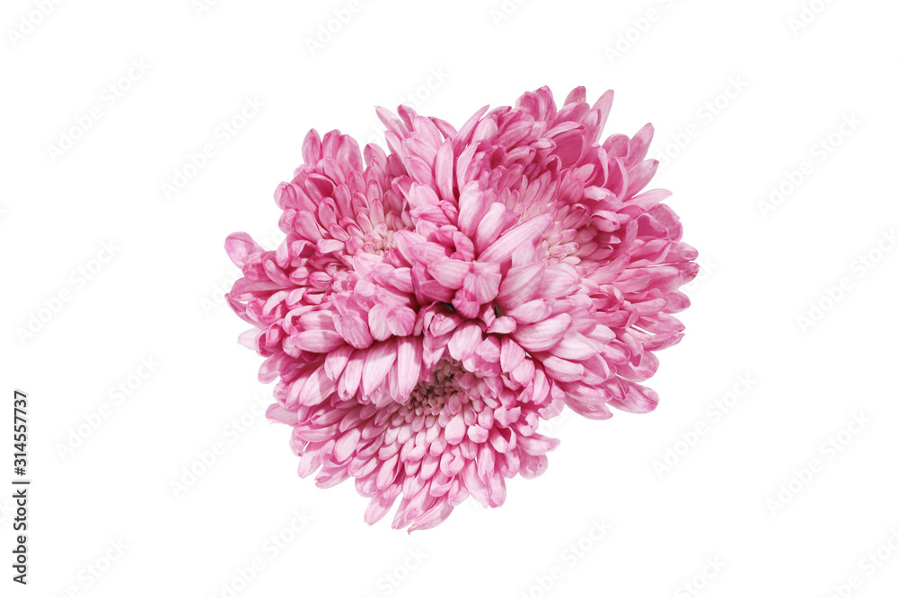 Fototapeta premium 菊の花束