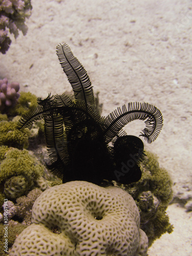 Black feather star on the coral. photo