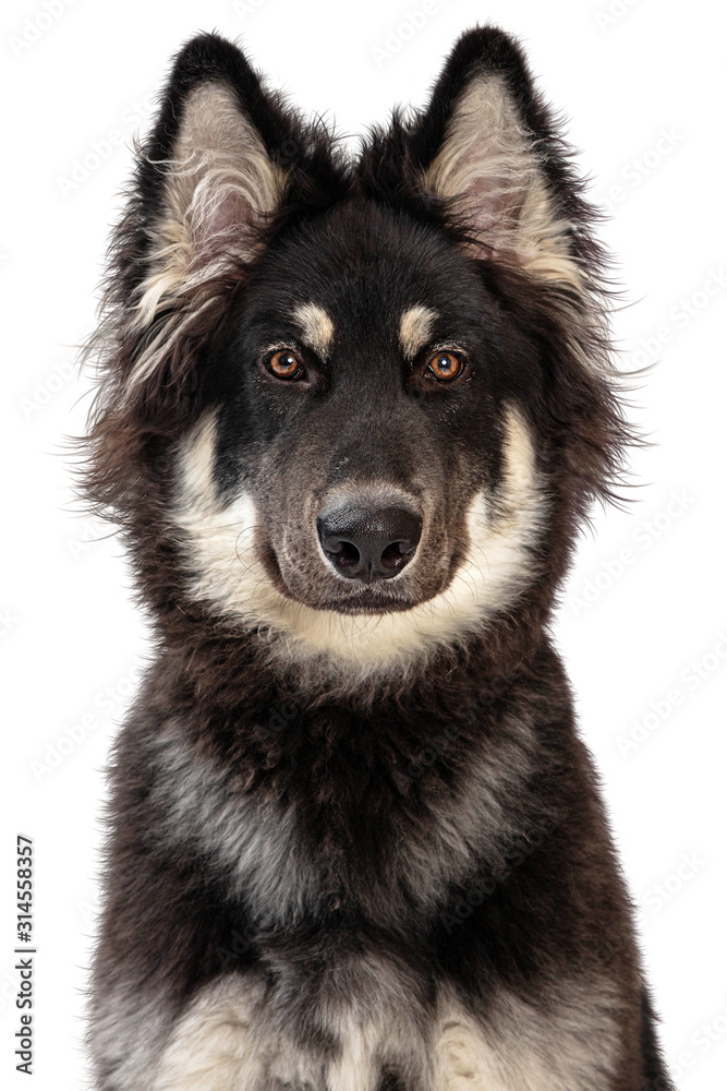 Alaskan Malamute Crossbreed Dog Closeup