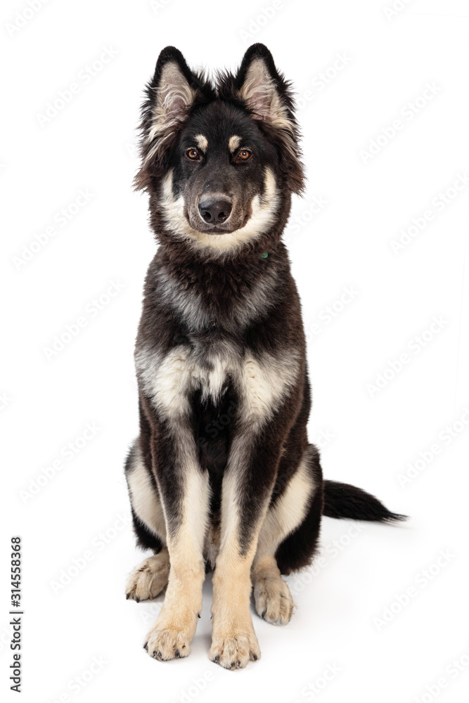 Alaskan Malamute Sitting Center Looking Forward Alaskan Malamute Sitting Center Looking Forward
