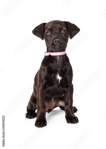 Black Crossbreed Puppy Pink Collar Sitting