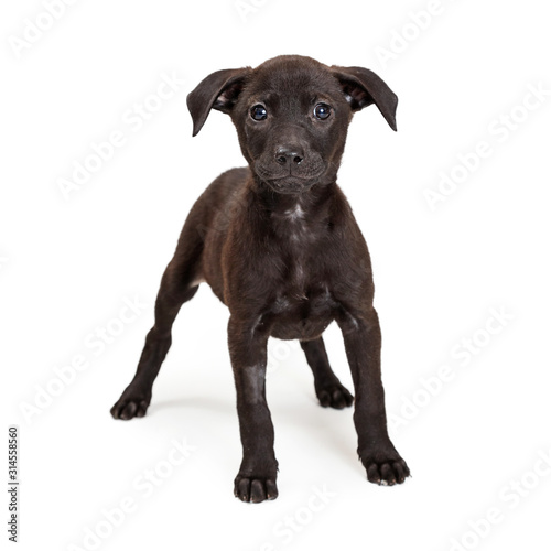 Black Mixed Breed Puppy Staring at Camera © adogslifephoto