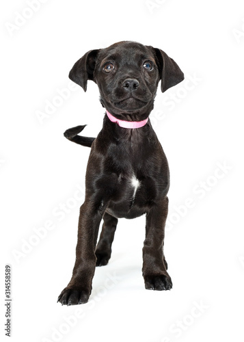 Black Puppy Pink Collar Looking Up