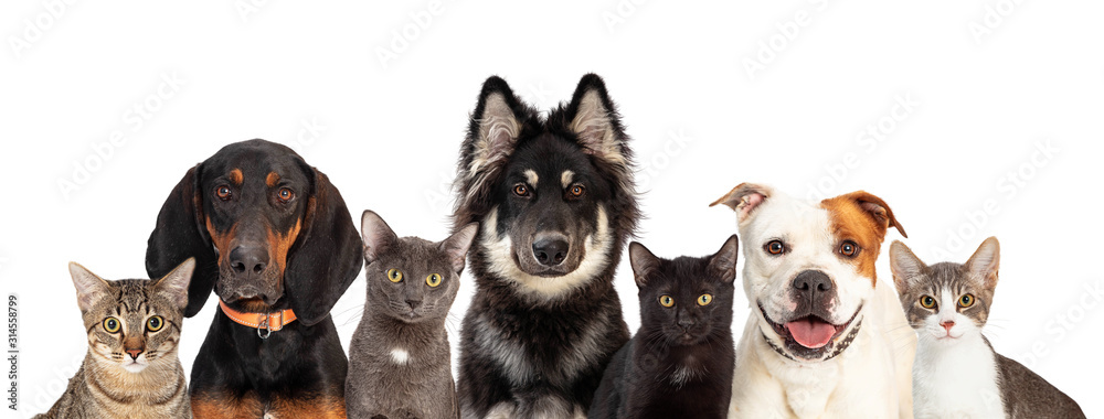Cats and Dogs Together White Web Banner - obrazy, fototapety, plakaty 