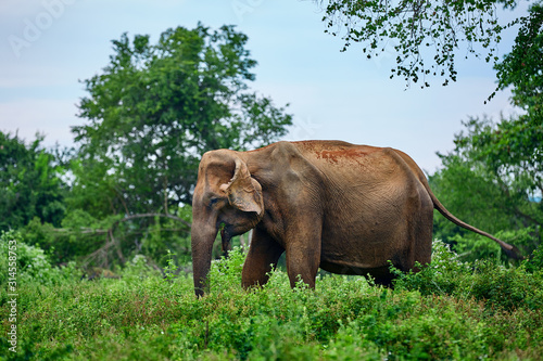 Quadro su tela Wild old Sri Lankan elephant (Elephas maximus maximus) eats grass in nature park Udawalawe