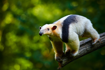 Acrylglasbilder Waldtiere Tamandua Ameisenbär im Regenwald Brasiliens  © petrsalinger