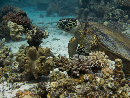 Sea turtle on the sandbanks among corals.