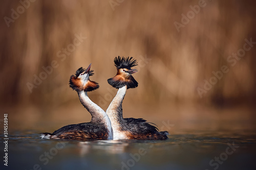 Wedding dance of Great Crested Grebe - Podiceps cristatus. Spring photo of water birds. Wildlife scene from Czech Republic. Animals in natural environment.