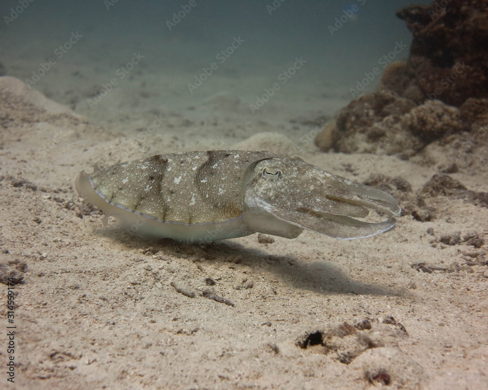 Cuttlefish on a sandy bottom.