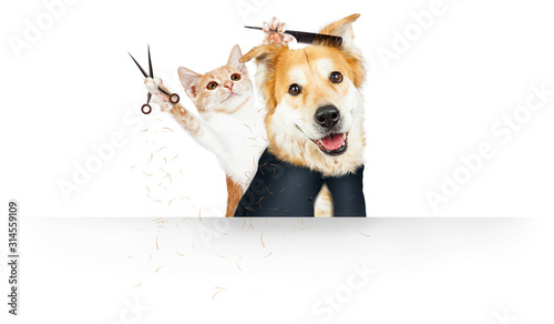 Funny Cat Grooming Dog Web Banner photo