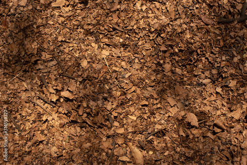 Dry Leaves on the ground, Autumn