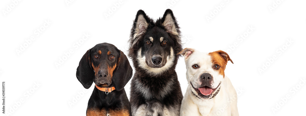 Three Large Dogs Web Banner Copy Space Three Large Dogs Web Banner Copy Space