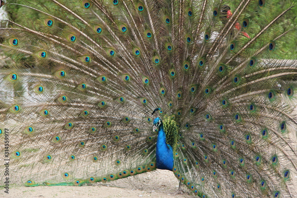 Obraz premium pfau schlägt rad