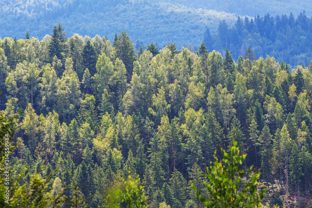 Thick thickets of trees in the mountains. Texture of trees_ Thick thickets of trees in the mountains. Texture of trees_