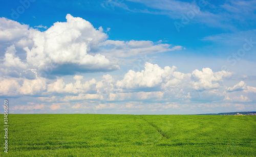 Field with green grass and blue sky with white clouds, spring and summer landscape_