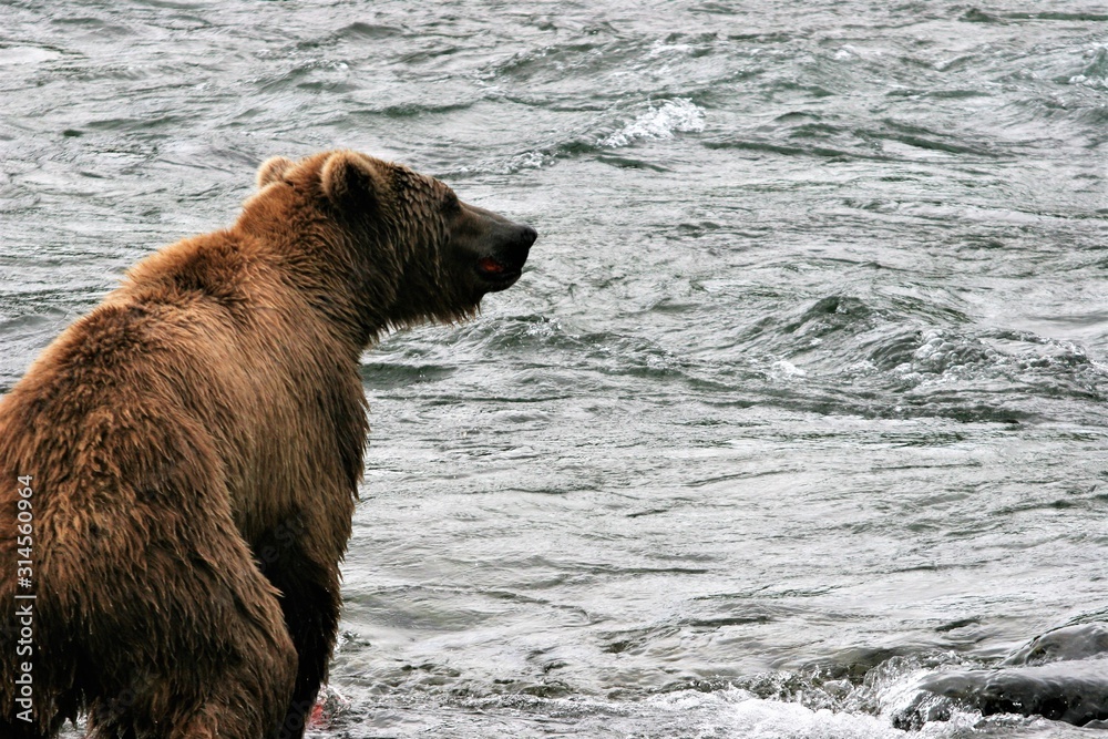 Big brown bear looking for fish in the river Big brown bear looking for fish in the river