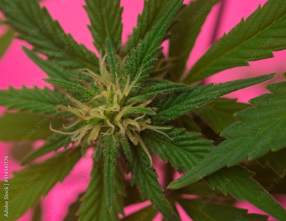 Macro close up of Cannabis plant also known as hemp, although this term is often used to refer only to varieties of Cannabis cultivated for non-drug use. Macro close up of Cannabis plant also known as hemp, although this term is often used to refer only to varieties of Cannabis cultivated for non-drug use.