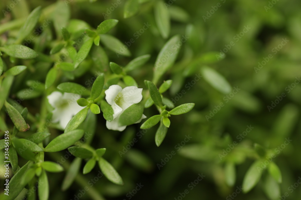 green grass that has beautiful white flower for background / wallpaper green grass that has beautiful white flower for background / wallpaper