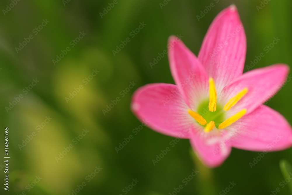 Pink rain lily flower / Zephyranthes at the garden with green bokeh leafs background