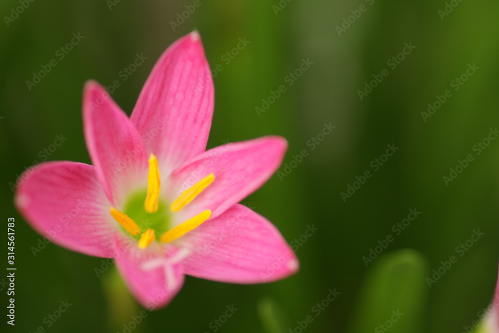 Pink rain lily flower / Zephyranthes at the garden with green bokeh leafs background