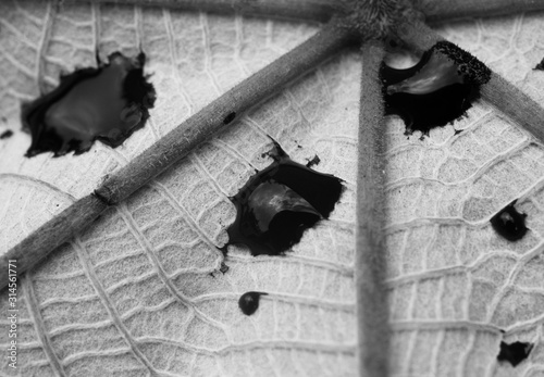 Macro Close up of an interesting Leaf and black paint, Cecropia peltata plant photo