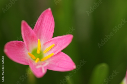 Pink rain lily flower / Zephyranthes at the garden with green bokeh leafs background