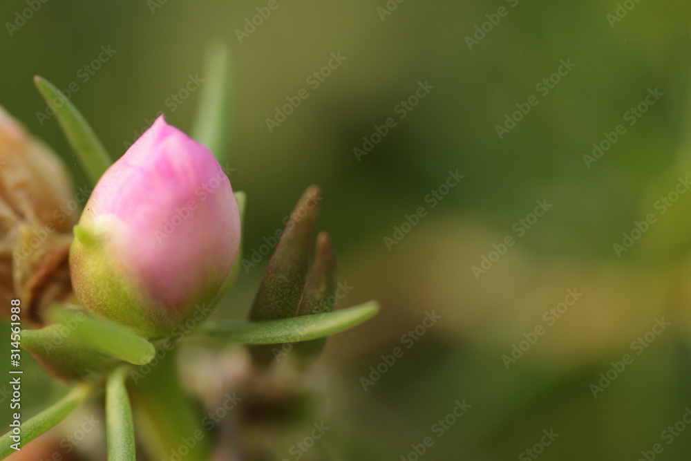 Pink rain lily flower / Zephyranthes at the garden with green bokeh leafs background Pink rain lily flower / Zephyranthes at the garden with green bokeh leafs background