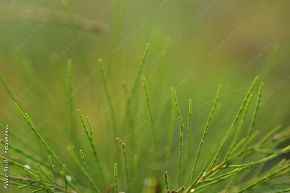 Casuarina equisetifolia leafs, one of kind pine trees. Macro shoot for backgound / wallpaper.