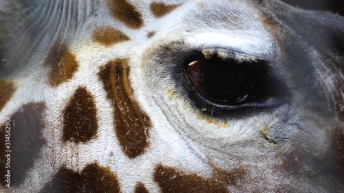 Close up of the head and eye of a giraffe from the right