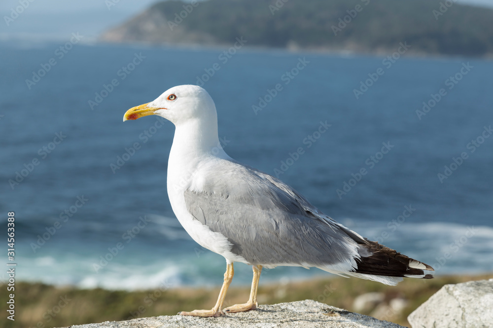 seagull on the stone wall on the coast, Vigo estuary, Galicia, Spain seagull on the stone wall on the coast, Vigo estuary, Galicia, Spain