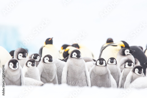 Emperor penguin colony adults and chicks on the sea ice, Snow Hill, Antractica photo