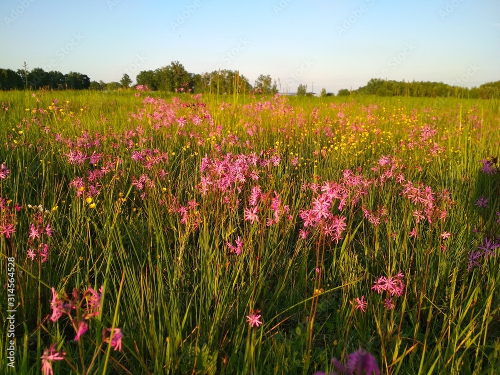 field flowers