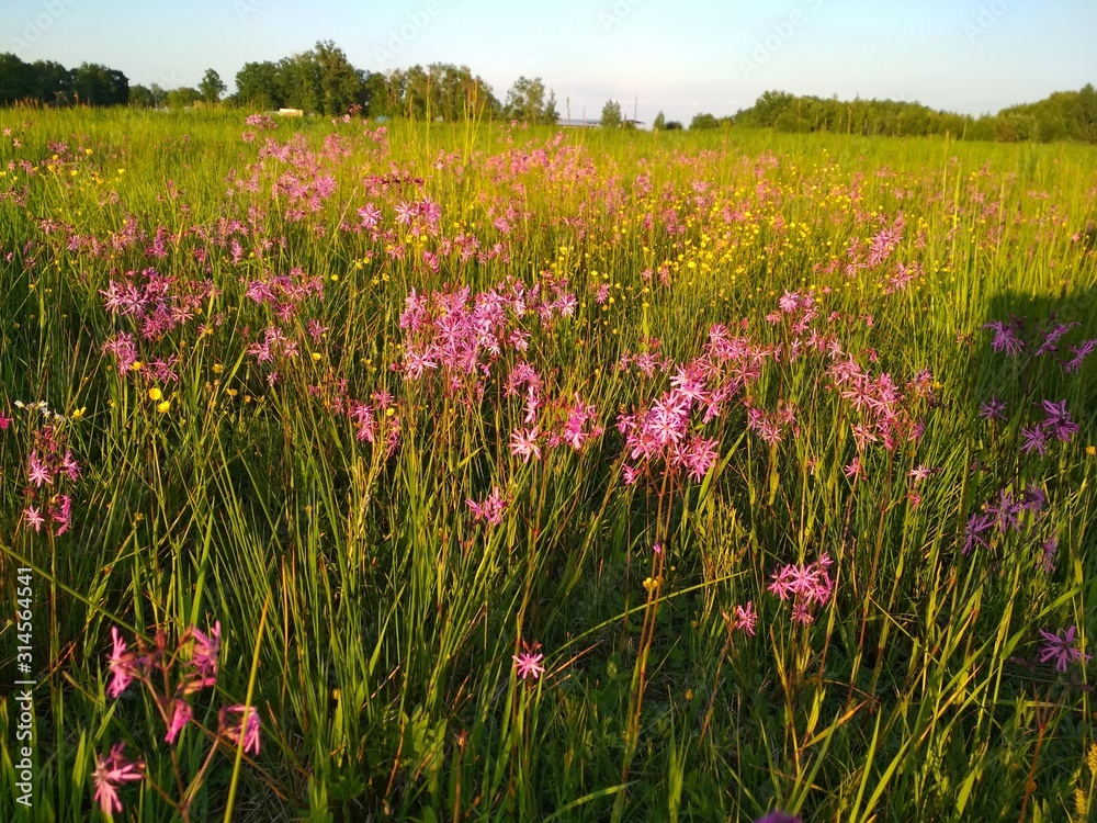 Obraz premium field flowers
